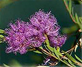 mauve melaleuca