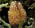 menzies banksia