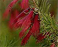 one sided bottlebrush