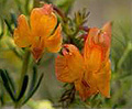 orange leschenaultia