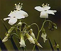 pale sundew
