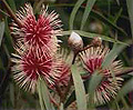 pincushion hakea