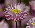 pink everlasting