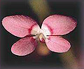 pink fountain triggerplant