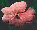 pink impatiens