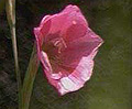 pink trumpet