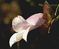purple eremophila