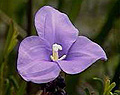 purple flag
