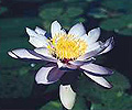 purple nymph waterlily liani