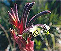 purple and red kangaroo paw