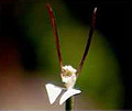Rabbit Orchid