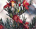 red feather flower