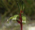 red and green kangaroo paw