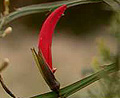 ribbon pea
