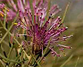 rose cone flower