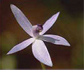 shy blue orchid