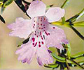 snakebush