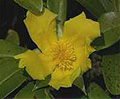 snakevine