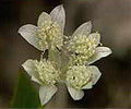 southern cross