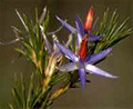 star of bethlehem