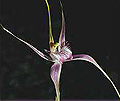 starts spider orchid