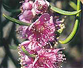 swan river myrtle