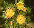 urchin dryandra