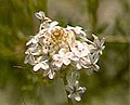 ursinia