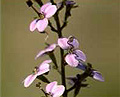 violet butterfly