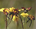 wallflower donkey orchid