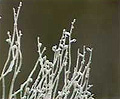 west australian smokebush