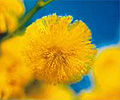 wattle