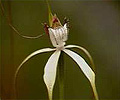 white spider orchid