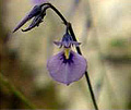 wild violet