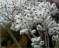 wooly smokebush