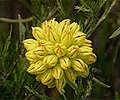 yellow cone flower