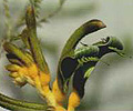 yellow and green kangaroo paw