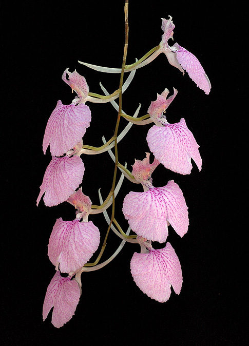behold the silence orchid essence