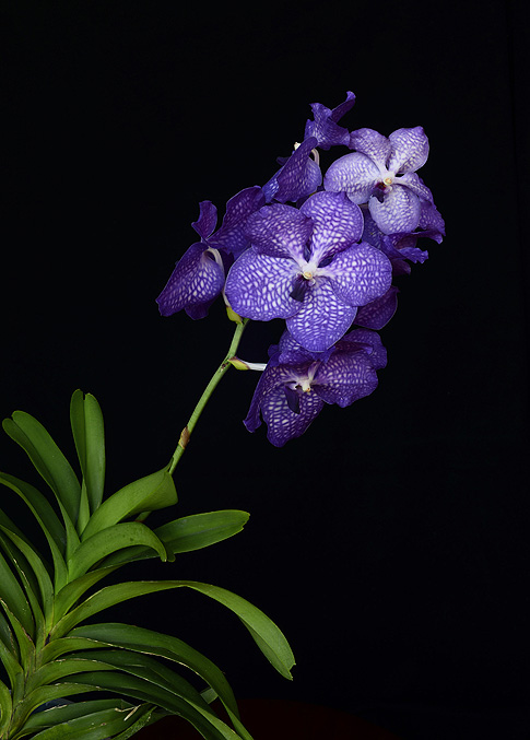 blue angel orchid essence