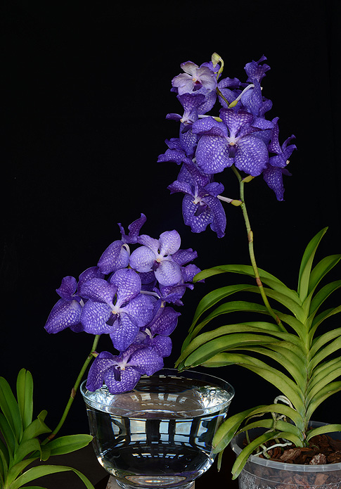 blue angel orchid essence