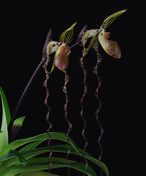 celebration orchid essence