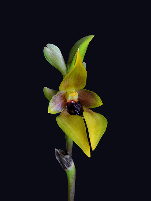 centre renewal orchid essence