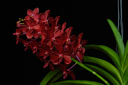 spirit of the higher heart orchid essence