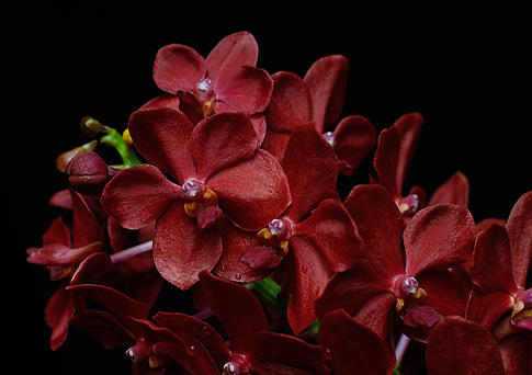 healing the higher heart orchid essence