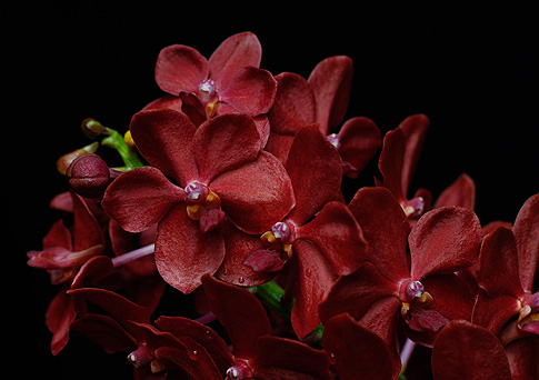 spirit of the higher heart orchid essence