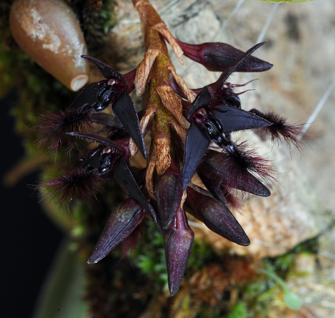 hive of heaven orchid