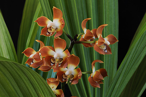 love's secret orchid essence