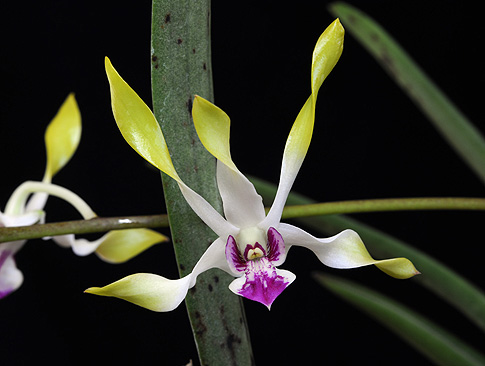 moon child orchid