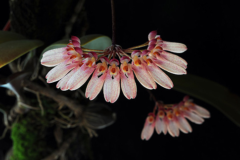 necklace of beauty orchid essence