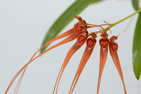 Pure Innocence orchid